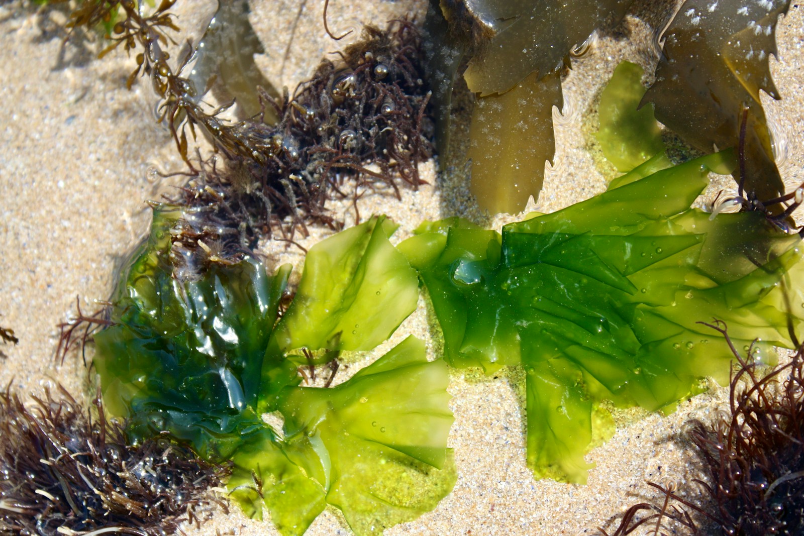 Photo by Flo Plouch seaweed and seaweed on the sand at the beach
