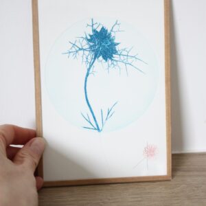 Nigelles de Damas