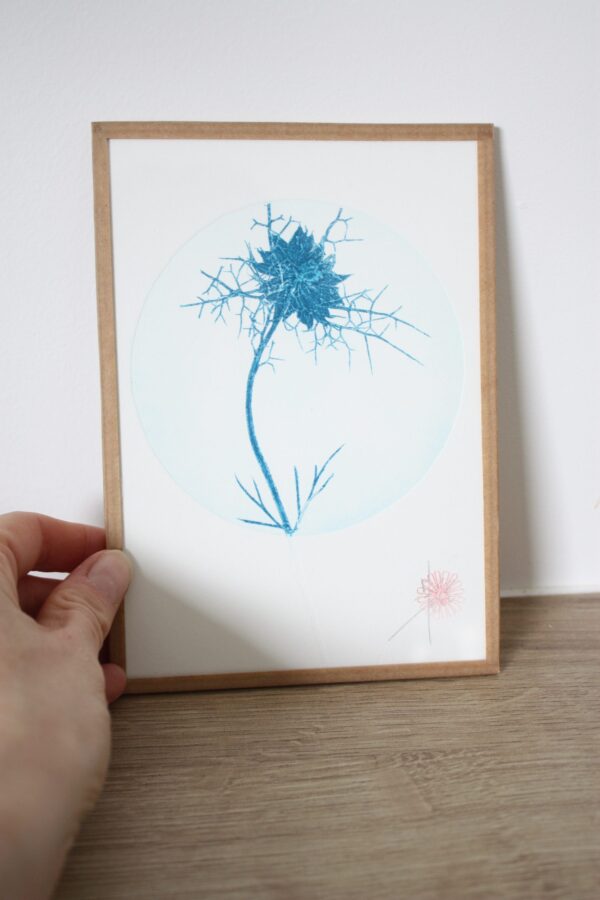 Nigelles de Damas