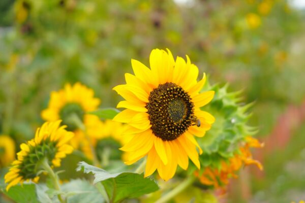 a sunflower in a field of sunflowers