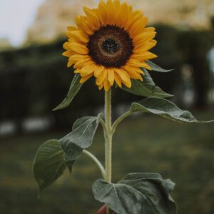 person holding yellow sunflower